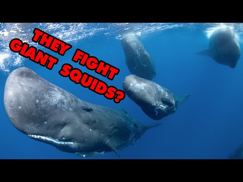 Why Sperm Whales Are, Unquestionably, The COOLEST Marine Mammal | Alien Ocean