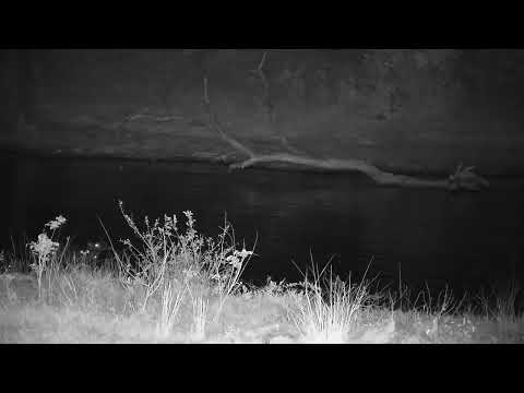 Djuma: Hippos-how many can you count? - 04:35 - 08/25/2023