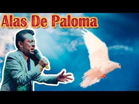 Alas de Paloma-Julio Elias