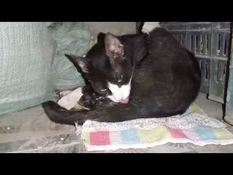 قطة تضع مولودها بأعجوبة