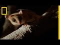 Bats by Night | Wild Detectives