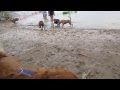 Sonar's first time at Alum Creek Dog Park Beach_05 ...