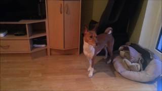 Basenji with too much energy