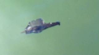 preview picture of video 'Tengeri nyúl...Sea Hare'
