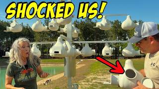 How We Attracted Purple Martins Fast (Nesting Box & Egg Check)