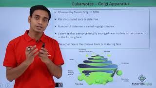 Class 11th - Eukaryotes - Golgi Apparatus | Cell: The unit of Life | Tutorials Point