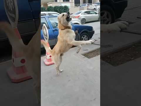 A stray dog is undergoing mutation 😱 #usa