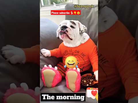 Funny Dogs Moment #6😱🐕😍#shorts #funny #dog #short #doglover