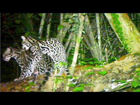 Rare & Awkward! Ocelot Mating Caught on Trail Cam || Costa Rica