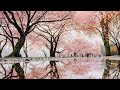 Spring Rain Ambience - Relaxing rain and birds sounds for sleep with falling cherry blossoms