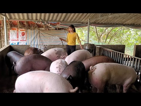 , title : 'Pigs are overweight, getting fatter and fatter.  Can't sell because pig price is too low. (Ep 114).'