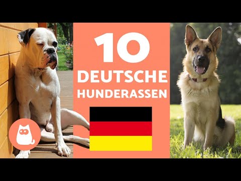 The 10 most popular GERMAN DOG BREEDS - Dogs of German origin