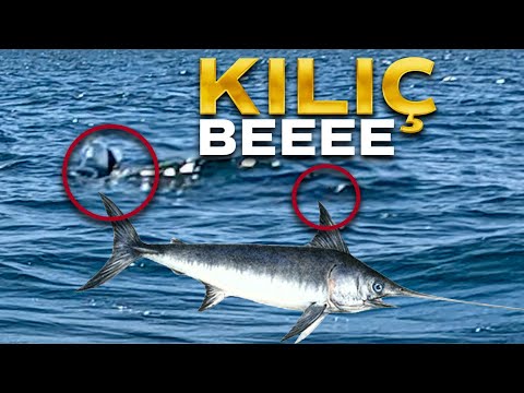 Pez espada gigante capturado con nuestra caña de pescar