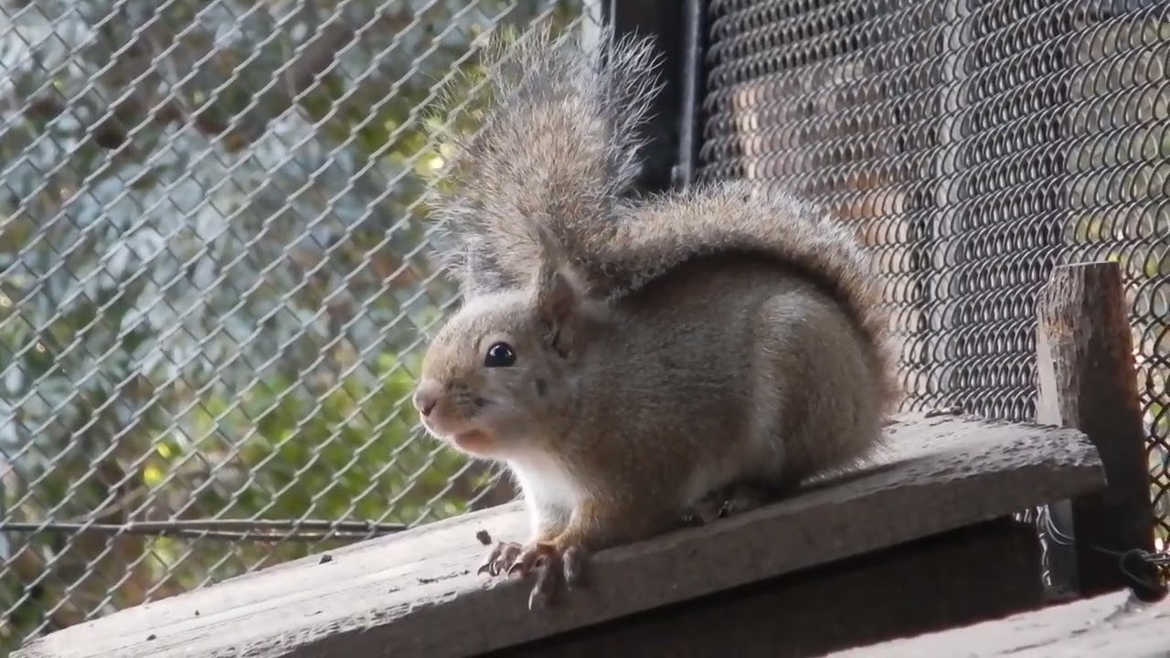 おしゃべりなニホンリスたち　警戒音：井の頭自然文化園