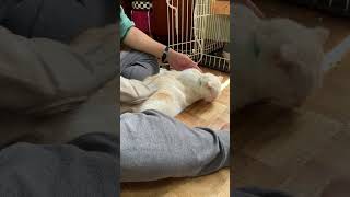 【猫多頭飼い】夫にブラッシングされるヴァイツェン #日常vlog #猫との暮らし  #換毛期 #スコティッシュフォールド