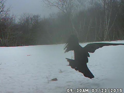 Ravens vs Crows-Trail Cam Videos