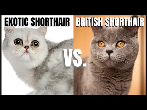 Exotic Cat VS. British Shorthair Cat