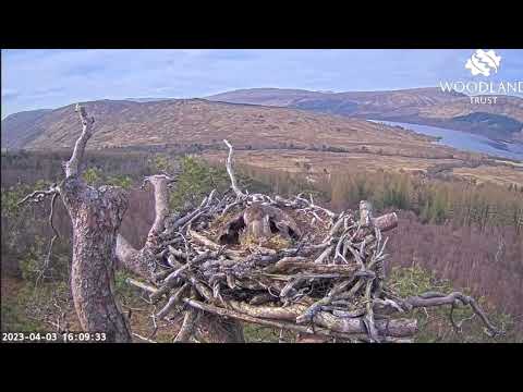 Louis brings a large clump of moss to Loch Arkaig Osprey Nest Two 3 Apr 2023