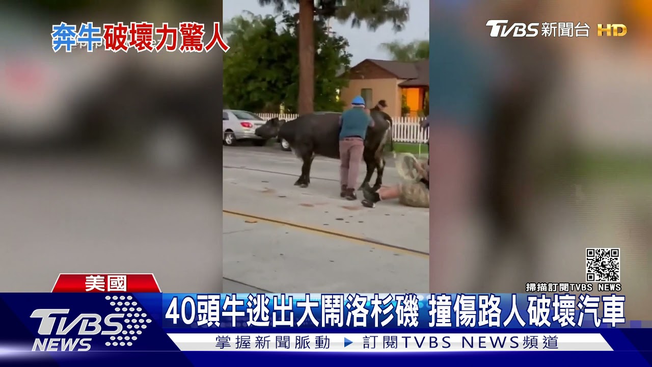 40頭牛逃出大鬧洛杉磯 撞傷路人破壞汽車