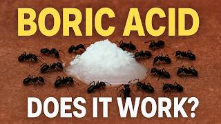 Does Boric Acid Really Work for Ant Infestations? My Honest Results