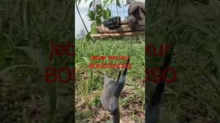 Download lagu sangkar jebak tekukur anti zonk mp3