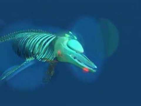 Il biosonar degli odontoceti