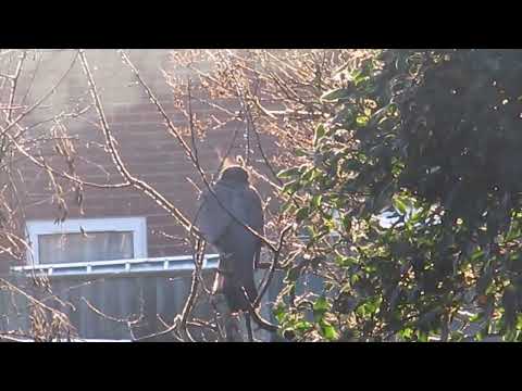 Cold Morning 2023 - Bird Breath