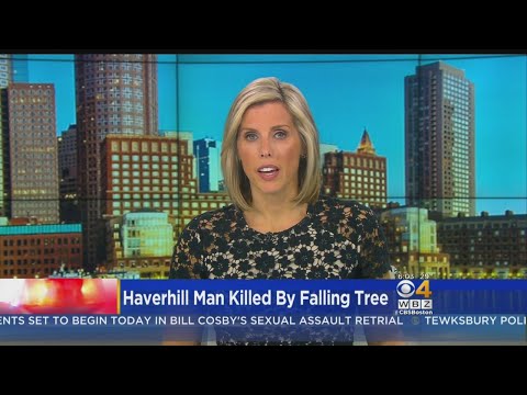 Falling Tree Kills Man In Haverhill