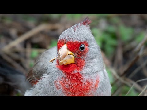 Kardinál úzkozobý (Cardinalis sinuatus) — správanie, biotop a hlas