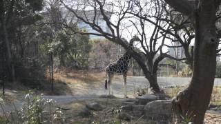 preview picture of video '大阪市　天王寺動物園　キリン　 Osaka City Tennoji Zoo　2012/02/19'