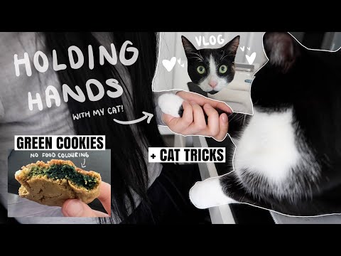 We're holding paws because my cat wants to hold my hand! | All the tricks my cat knows | CNDVLOG12