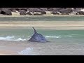 Hydroplaning Dolphins Planet Earth BBC Studios