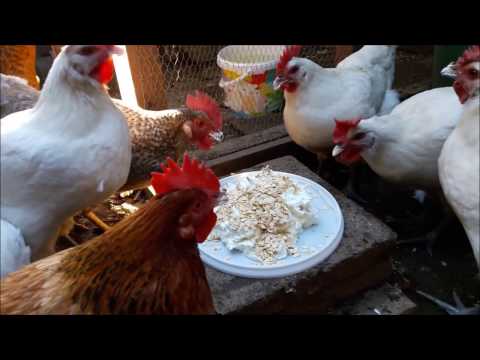 Quark mit Haferflocken für die Hühner