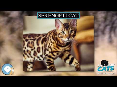 Serengeti cat 🐱🦁🐯 EVERYTHING CATS 🐯🦁🐱