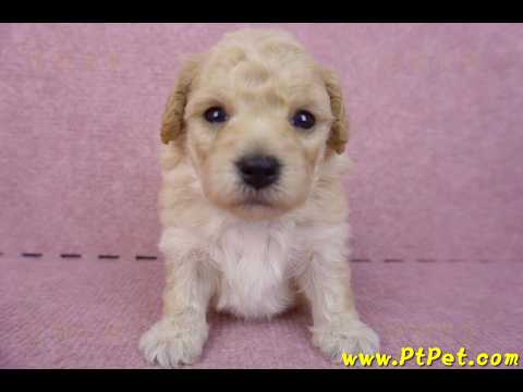 04/01泰迪比熊公幼犬2號(高雄前鎮)