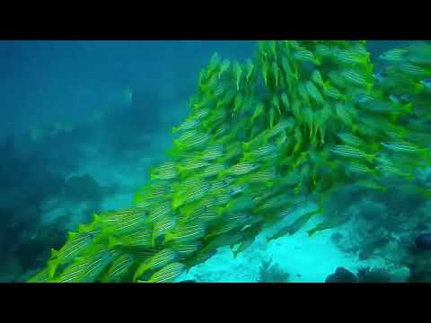 The best 7 minutes of your life - Relax for sleep - Water Music - Rest and Meditation