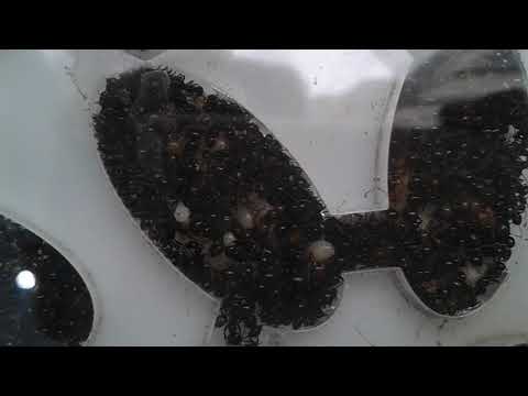 Mesor bárbaros cazando Comando 388