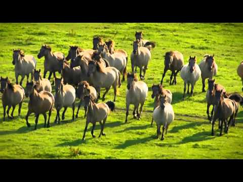 Amazing Galloping Horses 1080p HD