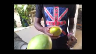 preview picture of video 'Saison des mangues, Sénégal : comment choisir les meilleures pour la santé?'