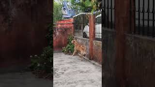 Download lagu #shorts #darikandleo #guarddog  #leo mp3