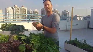 גינת ירק על הגג - קטיף