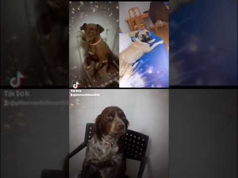 LOS PERROS SON LO PRIMERO. ARROYO DE SAN SERVAN. CAMPANARIO. BADAJOZ. EXTREMADURA. ESPAÑA