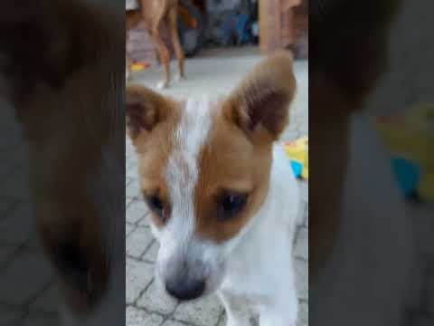 O tom aké to bolo, keď Pampi bola šteniatkom 🥰 #pes #pampi #pejsek #steniatko