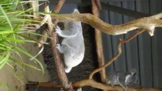 preview picture of video 'Lone PIne Koala Sanctuary - Brisbane Australia'