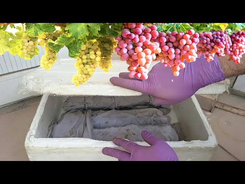 , title : 'زراعة اقلام العنب _ How To Grow Grape Vine From Cuttings'