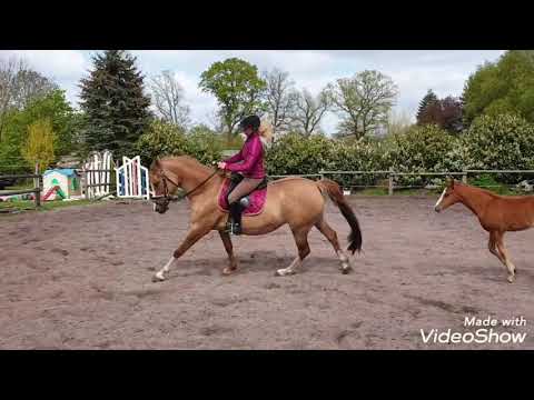 Straciatella v. FS Daddy cool