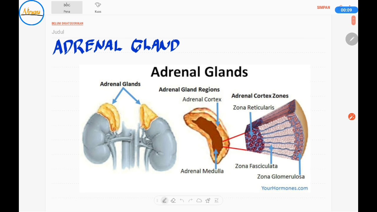 Korteks Adrenal 1 : Dasar Korteks Adrenal