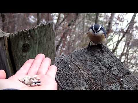 6 Tips for Hand-Feeding Chickadees and Nuthatches