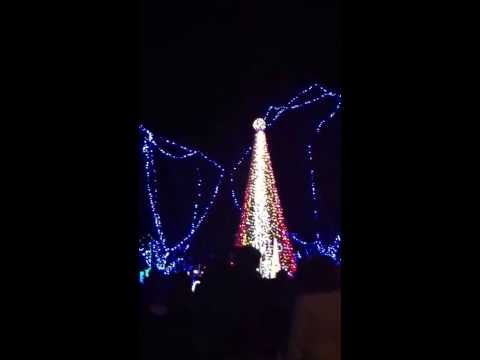 Christmas lights at Columbus zoo