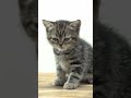 Meowing Cat 🐱 Subscribe, Like ❤️ Share this Cutest Meow - Kitten Meow